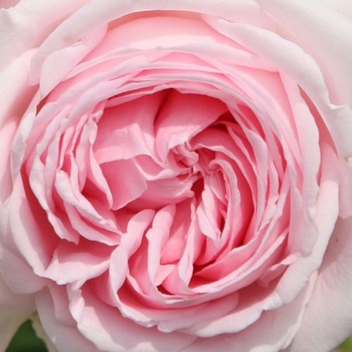Růže eshop - Rosa  Wellenspiel ® - diskrétní - Stromkové růže, květy kvetou ve skupinkách - růžová - W. Kordes’ Söhne® - stromková růže s keřovitým tvarem koruny - -